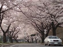 横峯さくら より 桜樹ルイ 横峯さくら より 桜樹ルイ