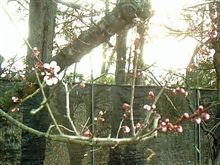 ウメの花、咲いた♪