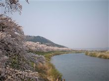 大河原一目千本桜