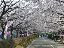 桜！　①