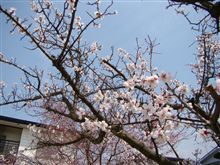 梅と桜を一緒に楽しんでます