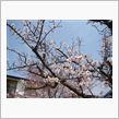 梅と桜を一緒に楽しんでます