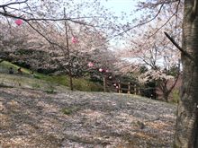 桜山公園