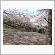 桜山公園