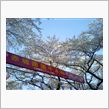 赤城南面千本桜