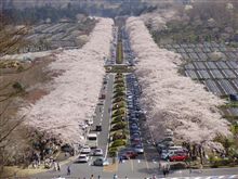 富士霊園の桜　満開！