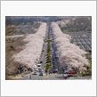 富士霊園の桜　満開！