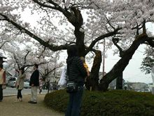 夜ノ森 桜祭り