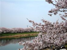 お花見日和