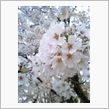 満開の桜