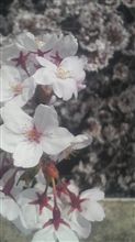 桜の花