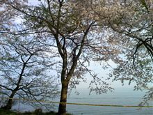 桜！桜！