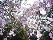 こちらでも桜満開。 