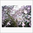 こちらでも桜満開。