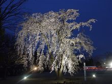 ( ﾟДﾟ)ノ…激しく夜桜