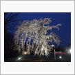 ( ﾟДﾟ)ノ…激しく夜桜