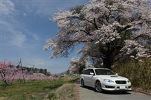 花見ドライブ２