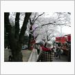 【赤城南面千本桜まつり】に・・・。