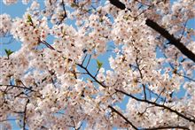 今年の桜撮影終了