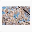 今年の桜撮影終了