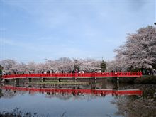 岩槻城址公園の桜まつり