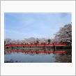 岩槻城址公園の桜まつり
