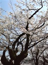 集合