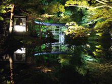 夜桜