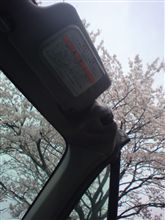 桜と、出会い