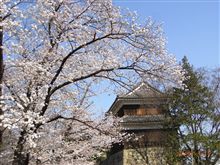 いきなり桜満開