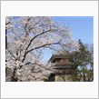 いきなり桜満開