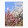 いきなり桜満開