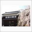 いきなり桜満開