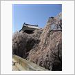 いきなり桜満開