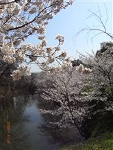 いきなり桜満開