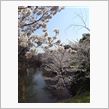 いきなり桜満開