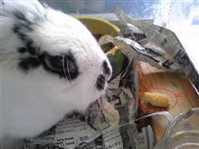 クッキーいかが？