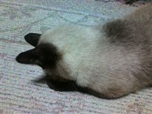 おねだり失敗