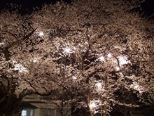 さくら