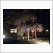 夜桜ライトアップ＠三井寺