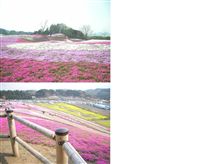 芝桜