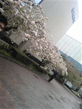 花見してね～や。。。