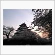 桜色