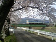 地元の桜も満開に