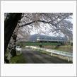 地元の桜も満開に
