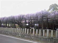藤の花は…