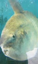 マンボー 