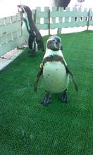 ペンギン