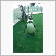 ペンギン