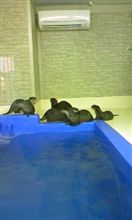 カワウソ